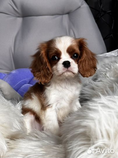 Кавалер Кинг Чарльз Спаниель