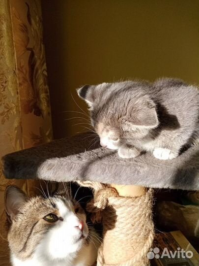 Котята с Доставкой