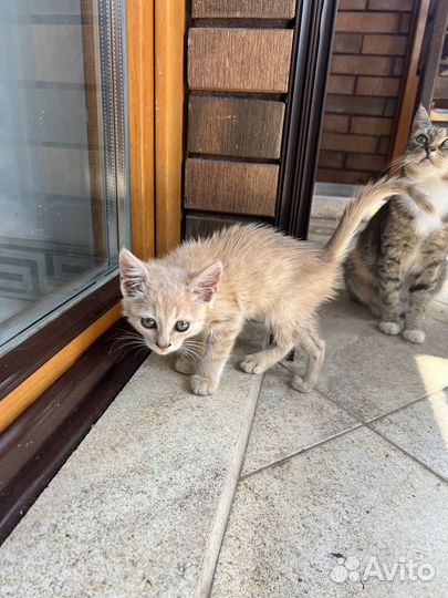 Персик ищет дом