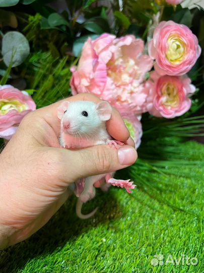 Крыса дамбо