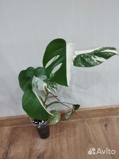 Монстера Альба Вариегатная