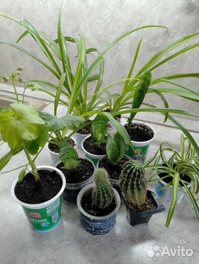 Цветы комнатные