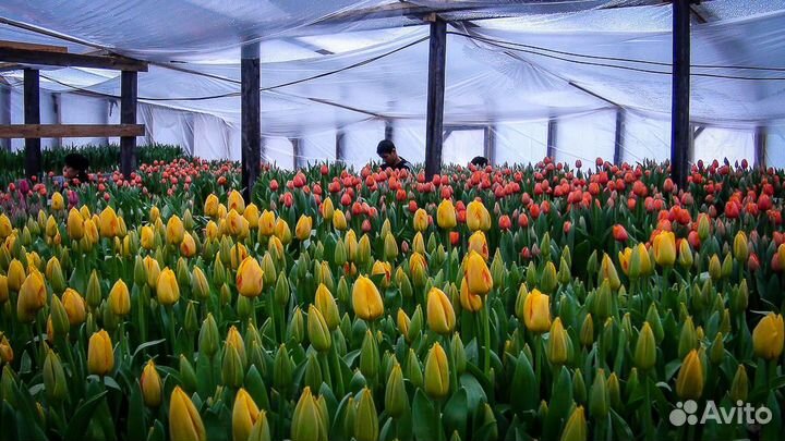 Тюльпаны оптом