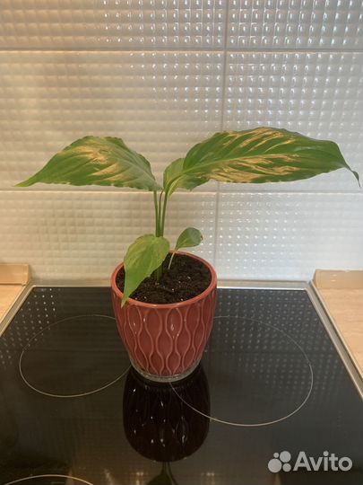 Спатифилум