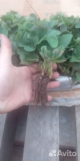 Рассада клубники Чёрный принц, Клери, Привоз 28.05