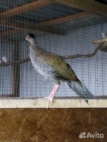 Фазаны, павлины