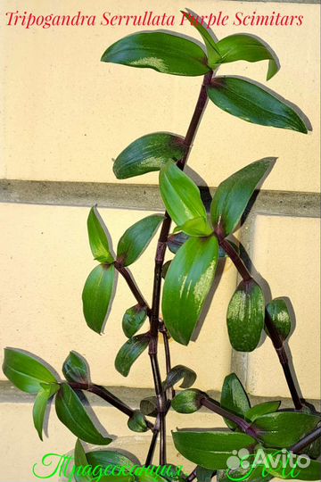 Традесканции сортовые