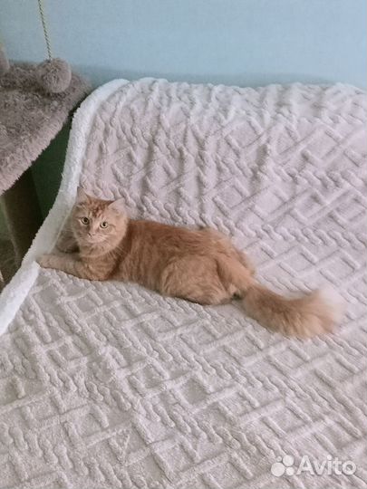 Рыжий котик в добрые руки