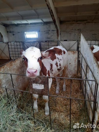 У Бычки сименталы лимузины холмогоры