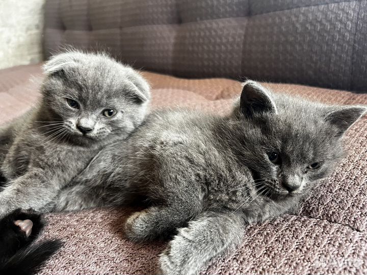 Котята вислоухие помесь британца и шотландца