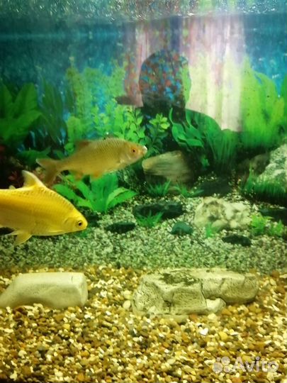 Лещевидный барбус