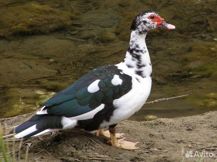 Мускусные утки и карликовые курочки