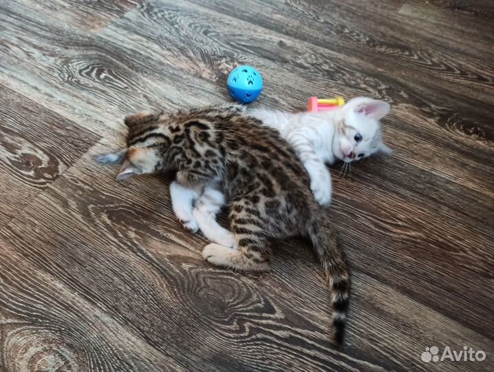 Бенгальские котята
