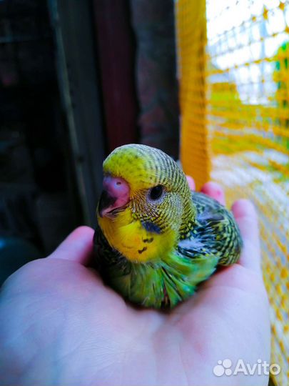 Птенцы выкармыши выставочного волнистого попугая