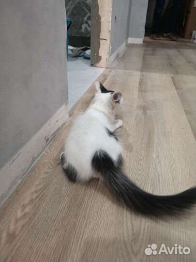 Маленький котенок ищет самые добрые ручки