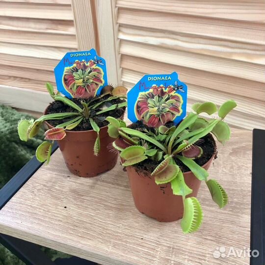 Комнатные растения