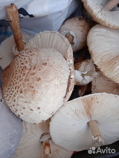 Грибы зонтики