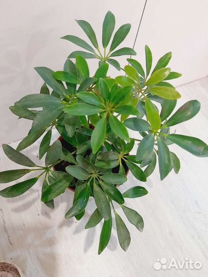 Аглаонема и др.комнатные растения