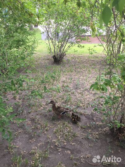 Лоскутки ткани