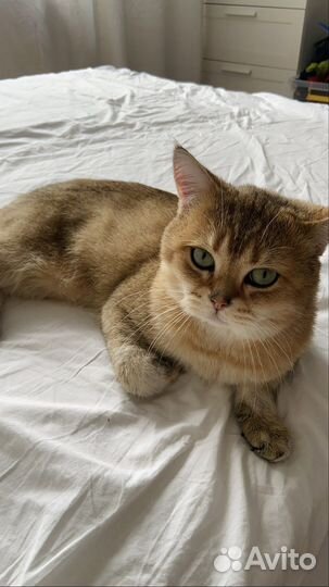 Вязка с котом британец золотая шиншилла