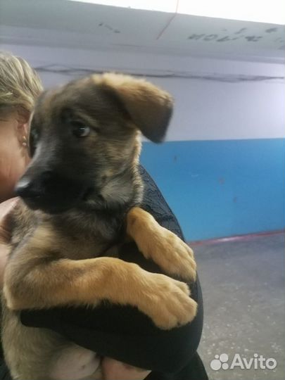 Немецкая овчарка смесь в добрые руки