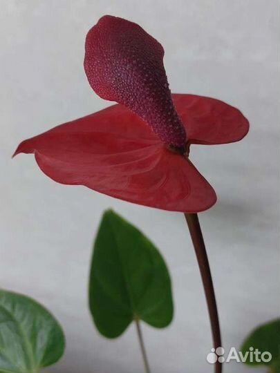 Антуриум Ред Коралл