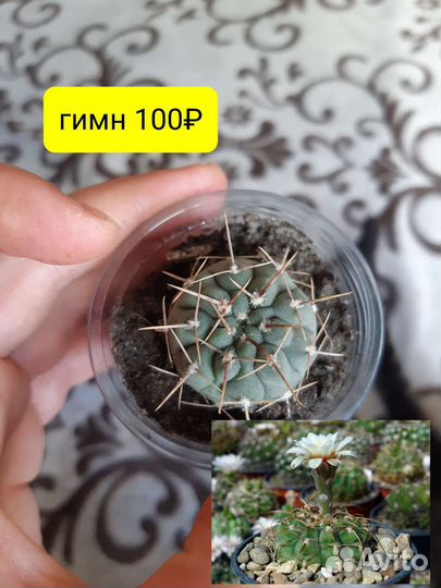 Кактусы цветы