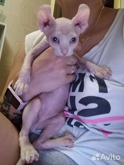 Канадский сфинкс эльф котенок