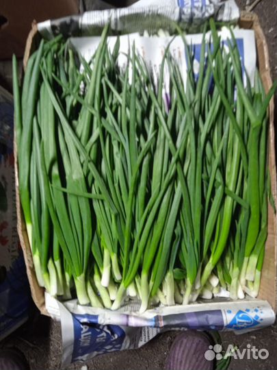 Зелень укроп петрушка лук оптом и розница