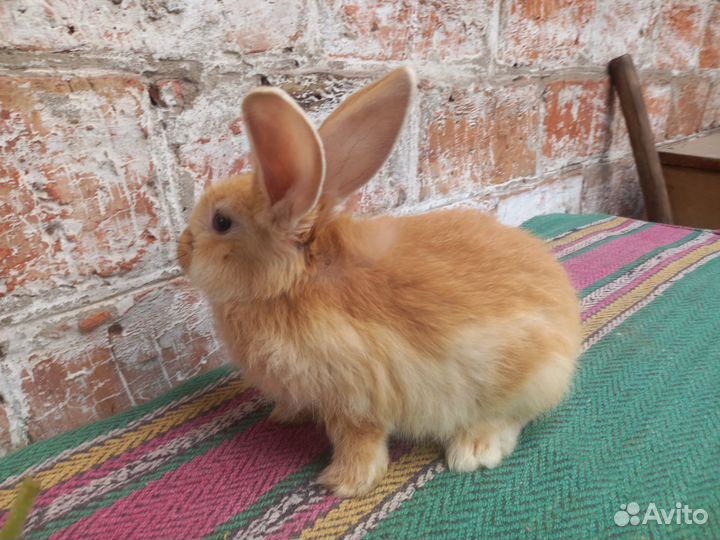 Кролик