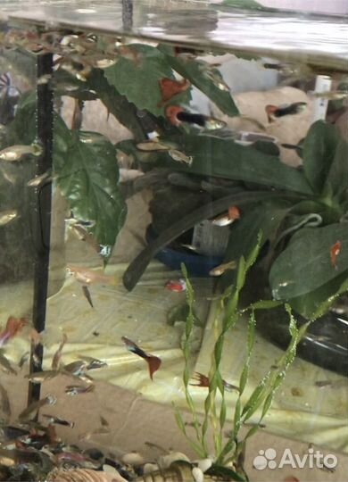 Аквариумные рыбки гуппи