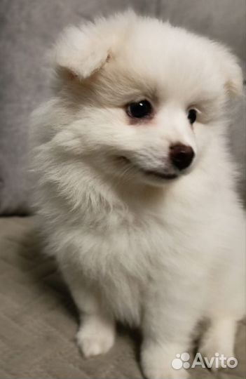 Щенки шпица