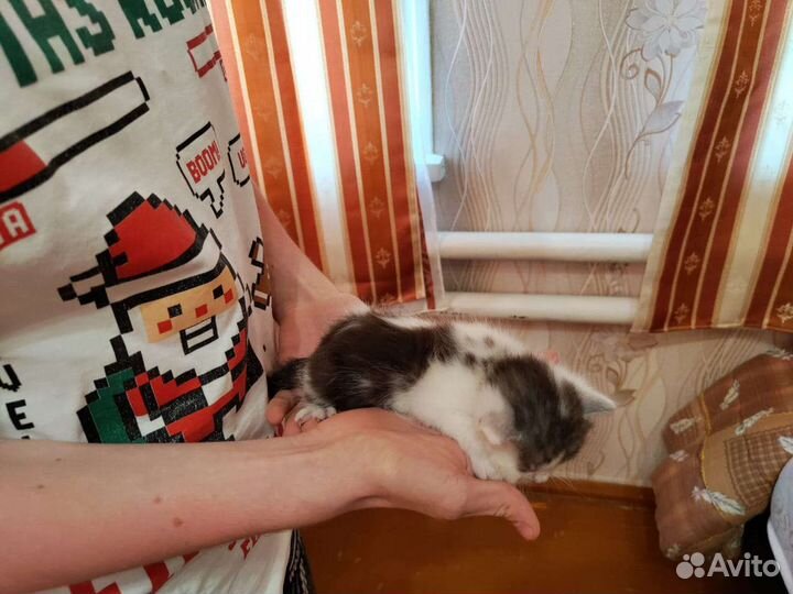 Кошка в дар