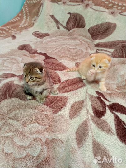 Шотландские котята