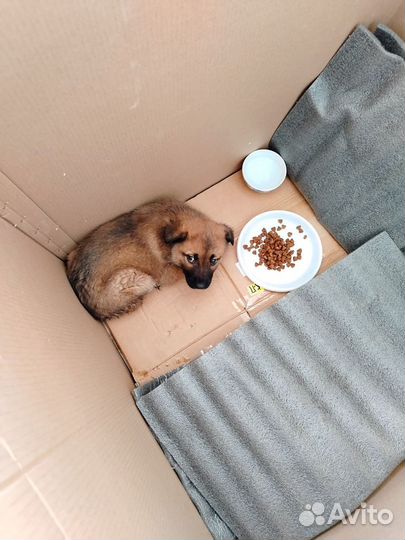 Щенок в добрые руки