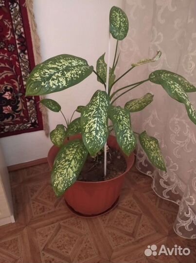 Диффенбахия