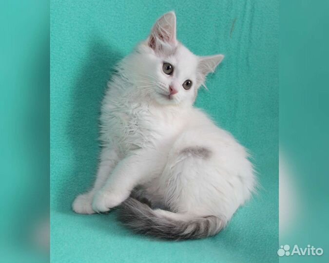 Котёнок ищет дом