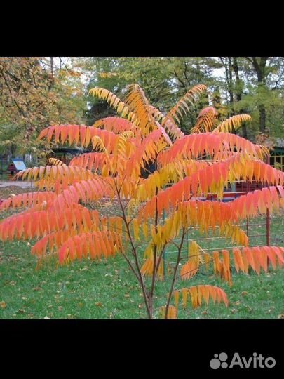 Сумах оленигорий или уксусное дерево