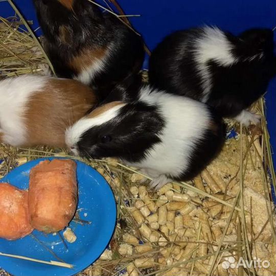 Морские свинки разные