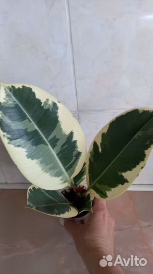 Фикус эластика тинеке