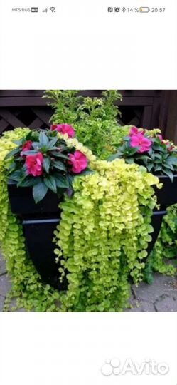 Лизимахия (вербейник), аптения и др