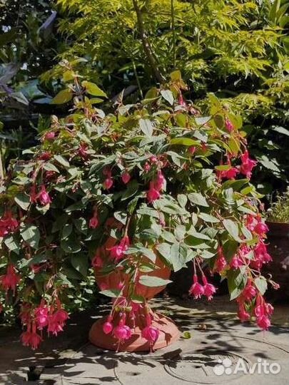 Комнатные растения цветы