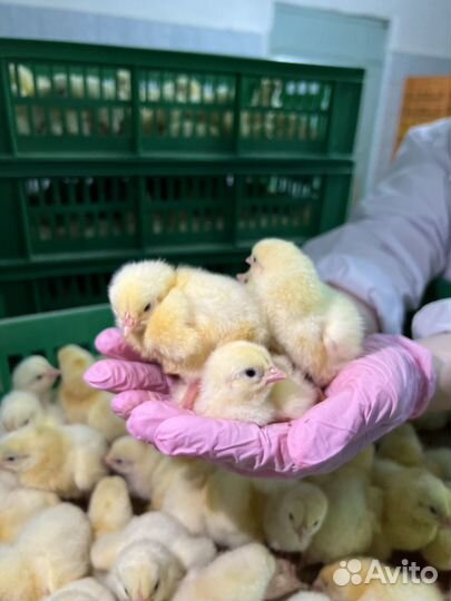 Суточные цыплята Cobb-500 и Ross-308 вакцинированн