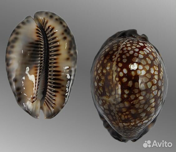 Раковины декоративные, на вес, 900 гр