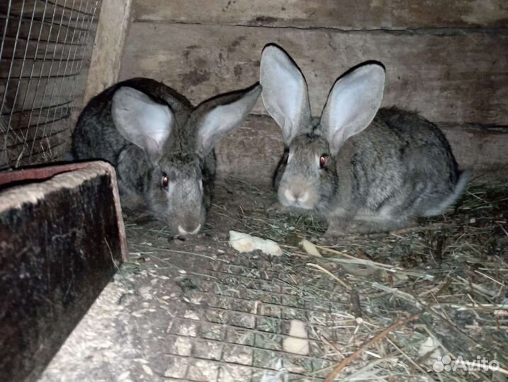 Кролики мясных пород