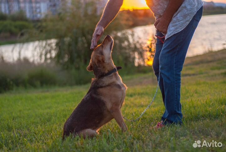 Собака ищет хозяев