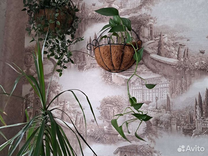 Сциндапсус