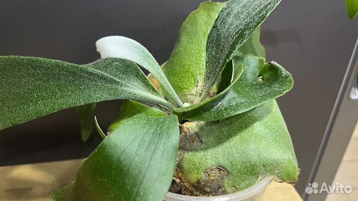 Платицериум оленьи рога