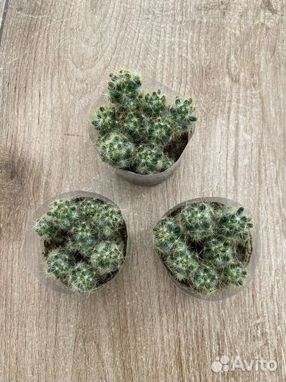 Кактус маммилярия