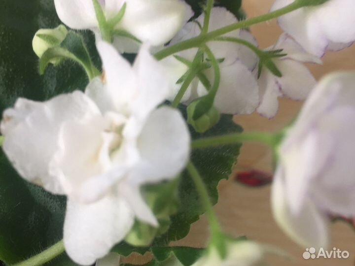 Фиалки сортовые